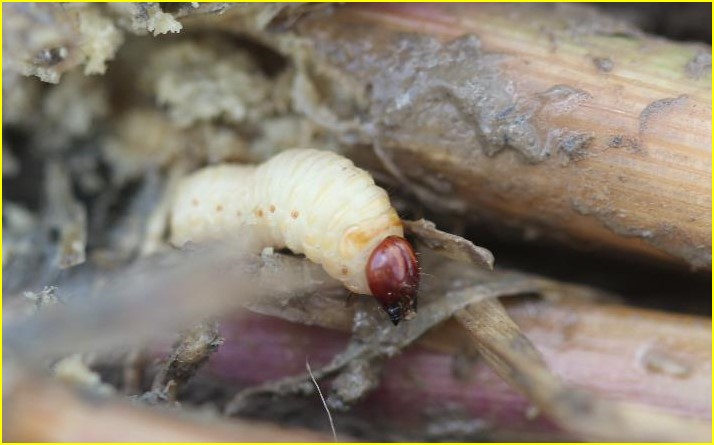 Entomologist group receives grant to study rice insect management 